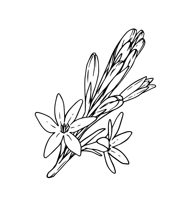 Tuberose (Grasse)
