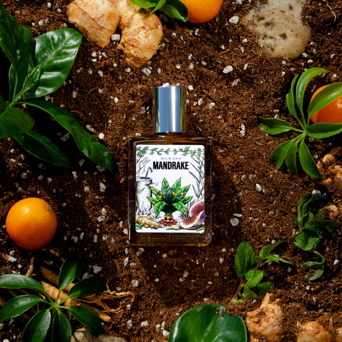 볼름에릭스 맨드레이크 향수, 젖은 흙과 금귤, 생강 뿌리가 어우러진 얼씨(Earthy) 향수 연출컷